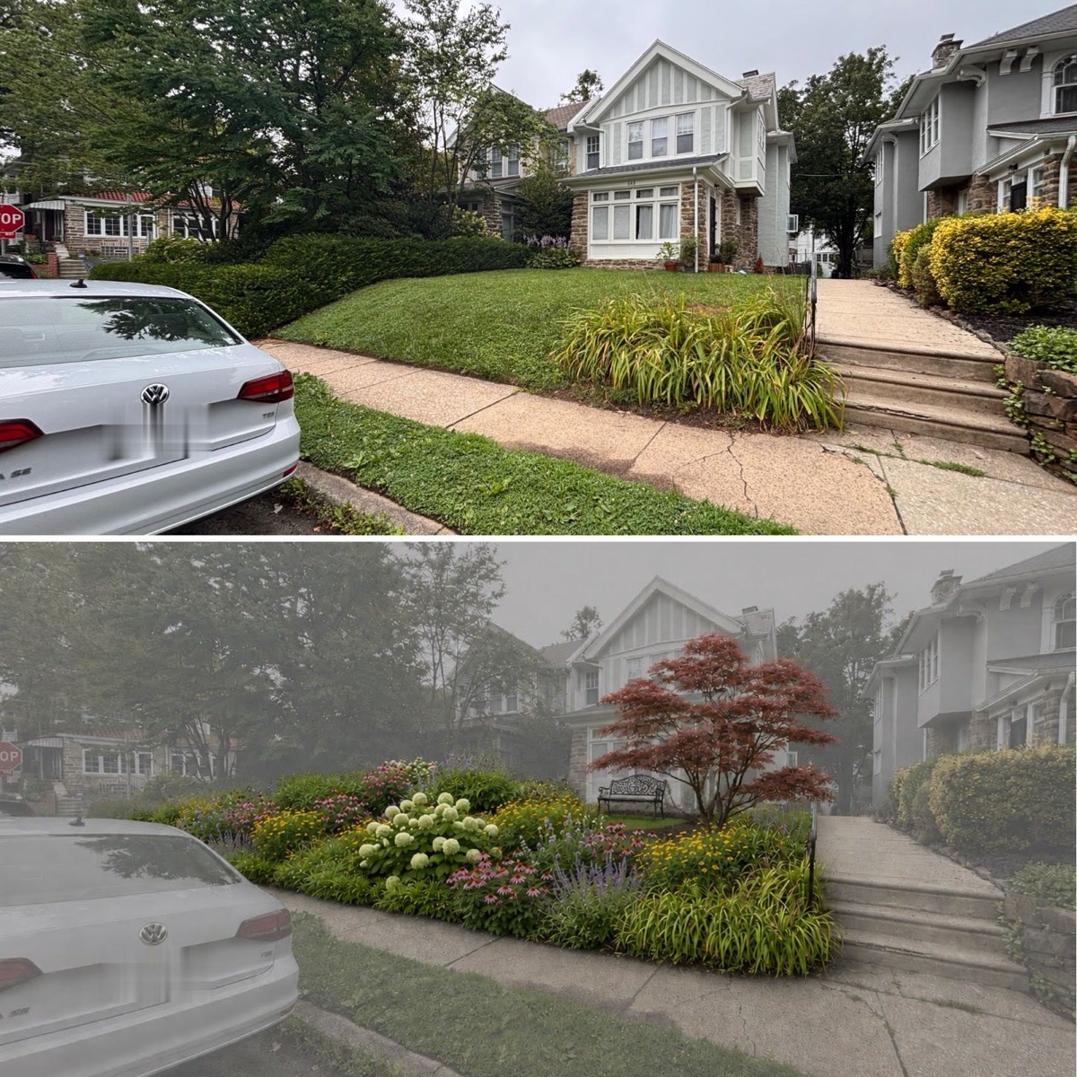 Before and after design render: a plain front lawn in West Mount Airy, then the same lawn reimagined with a Japanese maple, a bench, and beds of coneflower, hydrangea, and salvia